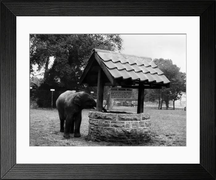 Framed Print : Baby elephant Gosta checks up on the money that has been left in her wishing well Framed Print : Baby elephant Gosta checks up on the money that has been left in her wishing well