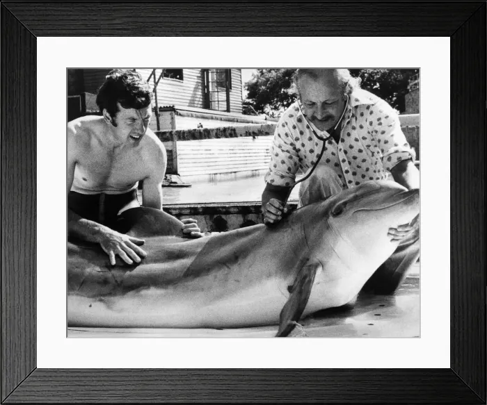 Framed Print : Next to people, Dolphins are the worlds most intelligent beings