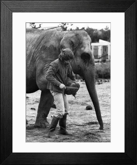 Framed Print : Kate the elephant just puts her feet up - and John Edwards gets down to work Framed Print : Kate the elephant just puts her feet up - and John Edwards gets down to work