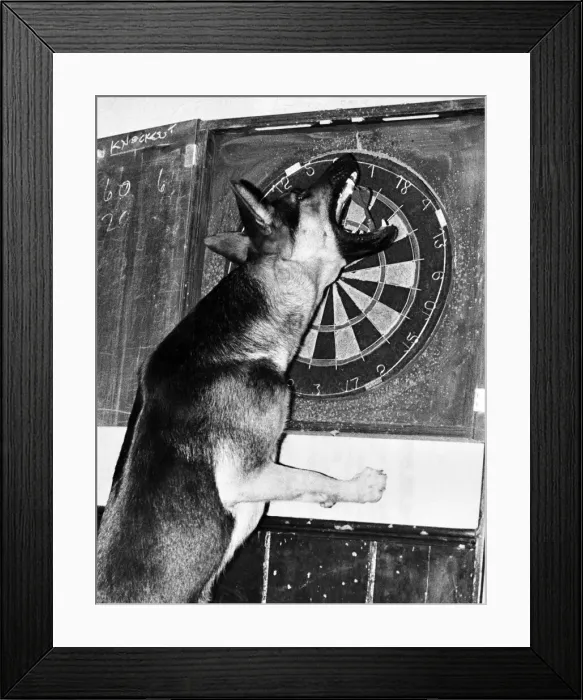 Framed Print : Sheba the Alsatian - the mixed-up dog who seems to think shes a retriever