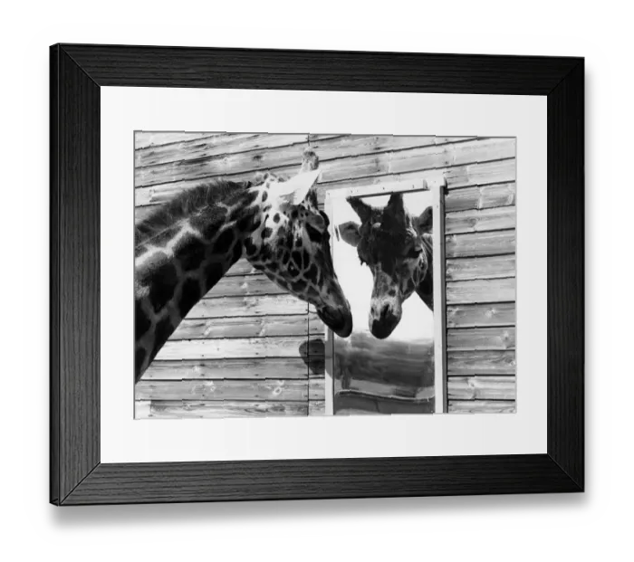 Framed Print : Maxi the giraffe looking at his reflection in the mirror May 1980 P011755 Framed Print : Maxi the giraffe looking at his reflection in the mirror May 1980 P011755