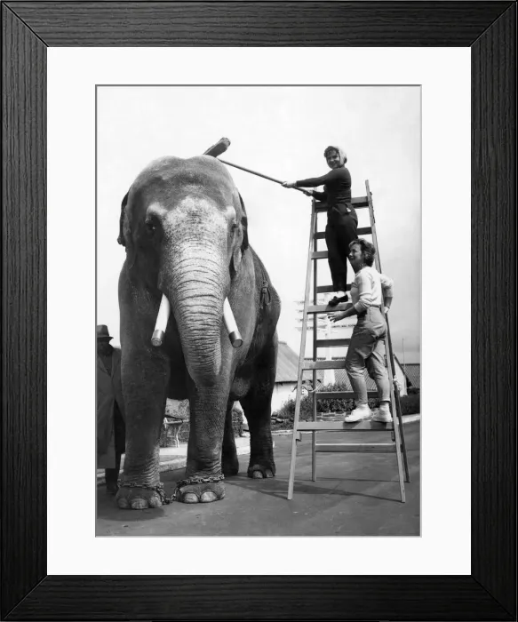 Framed Print : Charlie has a brush-down at Butlins camp in Ayr, Scotland Framed Print : Charlie has a brush-down at Butlins camp in Ayr, Scotland