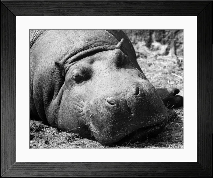 Framed Print : A muddy hippo wallows away the lazy hours at Chester Zoo. August 1974 P011691 Framed Print : A muddy hippo wallows away the lazy hours at Chester Zoo. August 1974 P011691