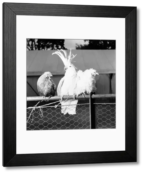 Framed Print : A heated argument appears to be going on down at Chessington Zoo between Henry the old Framed Print : A heated argument appears to be going on down at Chessington Zoo between Henry the old