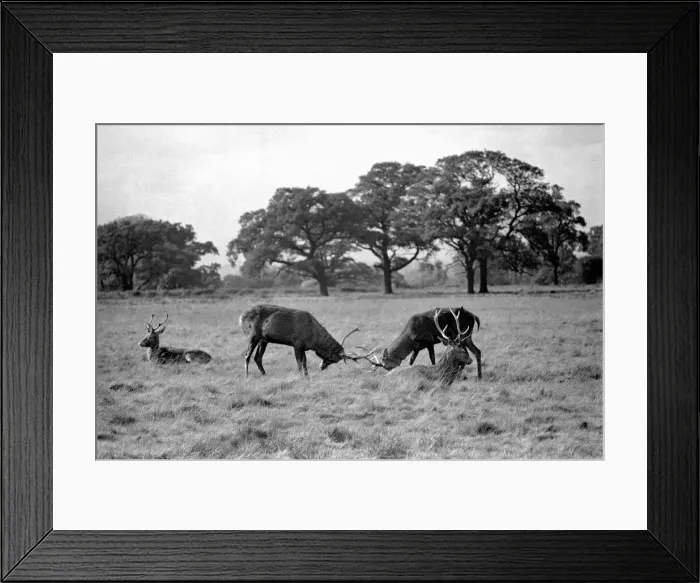 Framed Print : Stags in Richmond Park seen here during the rut. October 1953 D6377-001 Framed Print : Stags in Richmond Park seen here during the rut. October 1953 D6377-001