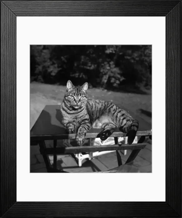 Framed Print : Cats at the home of Jonquil Antony. September 1953 D6216-003