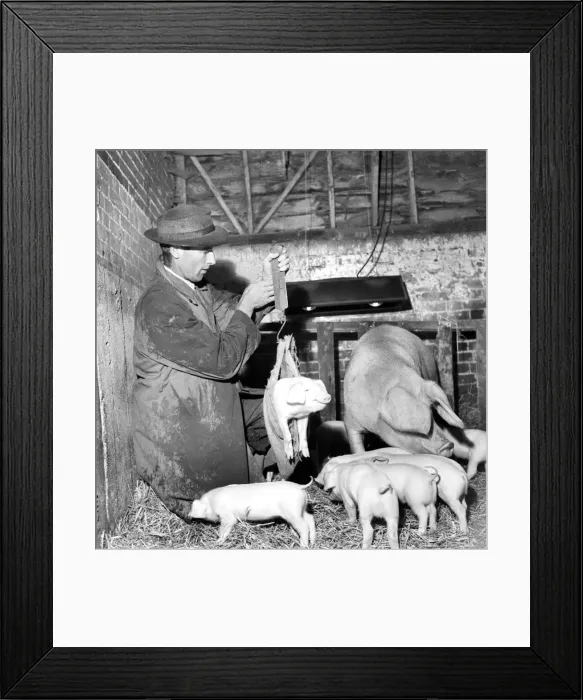 Framed Print : At their first weigh-in two weeks and 1 day old they weigh 14 pounds Framed Print : At their first weigh-in two weeks and 1 day old they weigh 14 pounds