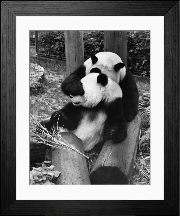 Framed Print : Animals: Panda. There is a hope that at last the two giant Pandas at the London Zoo will