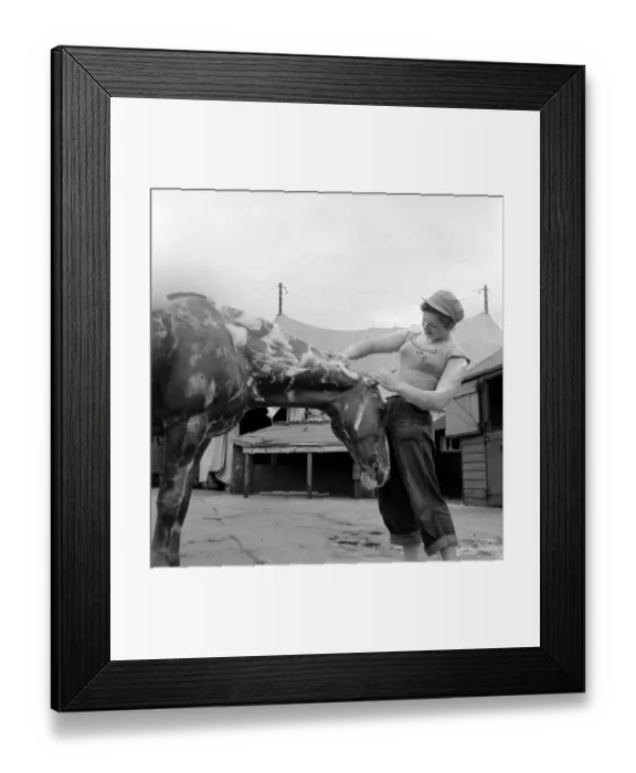 Framed Print : Joan Rosaire seen here Washing Circus horse Goldy. July 1953 D3686
