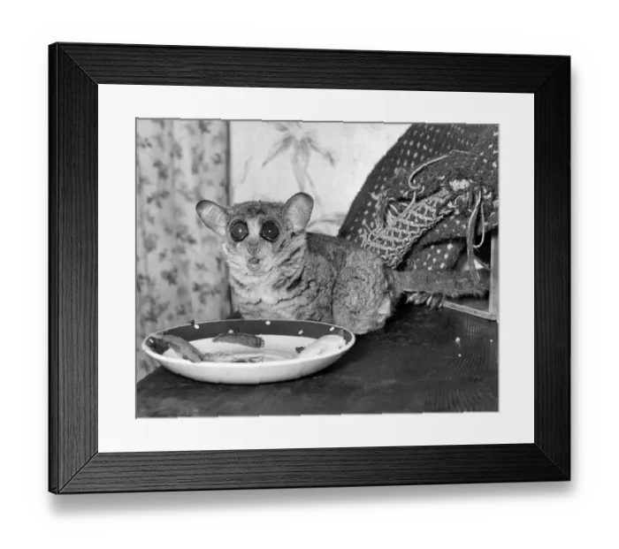Framed Print : Bush Baby. June 1961 P011181 Framed Print : Bush Baby. June 1961 P011181