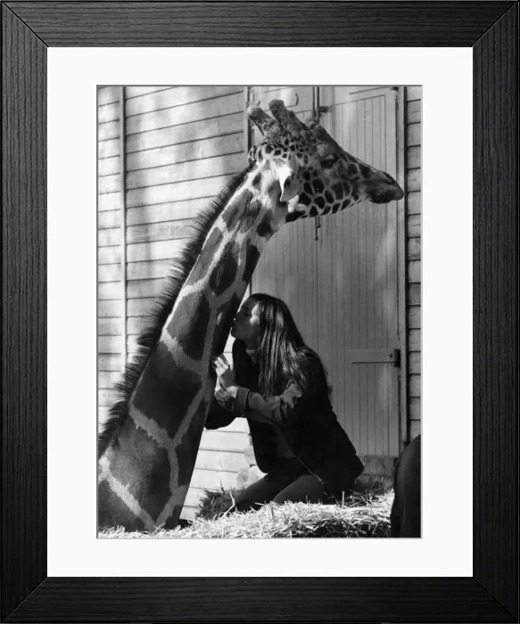 Framed Print : Woman gives the big giraffe a kiss on the neck. September 1977 P011754
