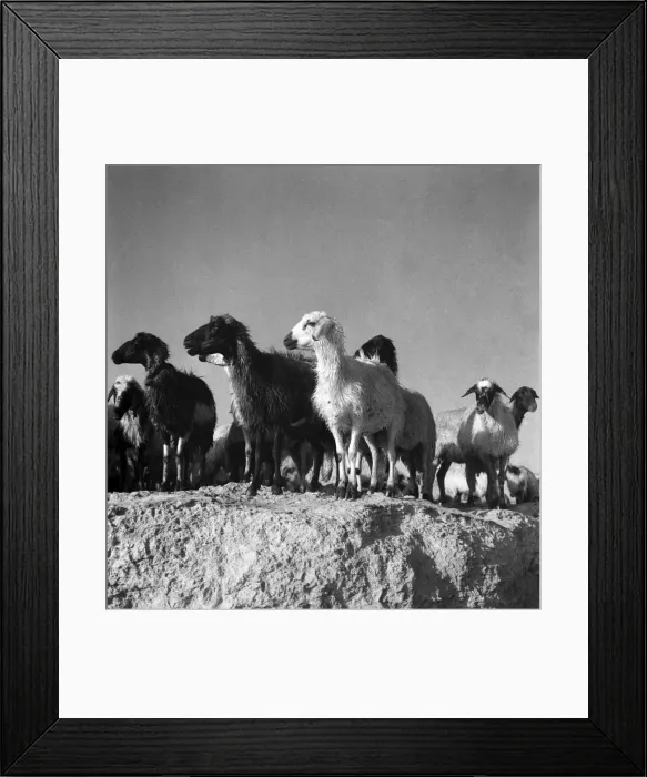Framed Print : At the sea shore near the ruins of Salamis Cyprus the Shepherds drive their sheep into Framed Print : At the sea shore near the ruins of Salamis Cyprus the Shepherds drive their sheep into