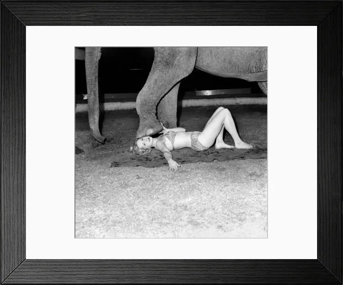 Framed Print : Animals: Elephant: Human: Friendship: How far can you trust an elephant