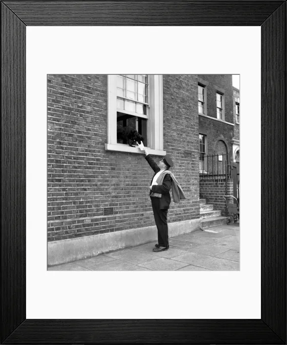 Framed Print : Animals Dogs: Black mongrel Susan who lives in a block of offices at 7, Bruce Grove Framed Print : Animals Dogs: Black mongrel Susan who lives in a block of offices at 7, Bruce Grove