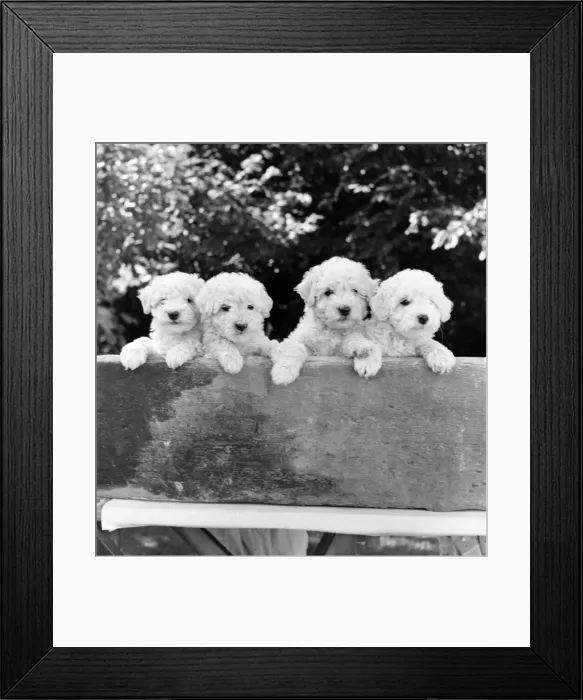 Framed Print : Animals: Dogs: Puppies: A fine litter of white miniature poodle pups