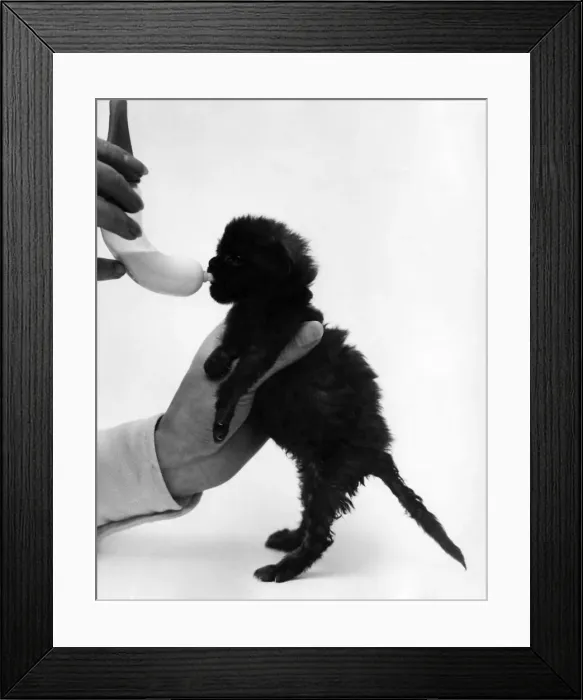 Framed Print : This little kitten didn t get off to a very good start in life Framed Print : This little kitten didn t get off to a very good start in life