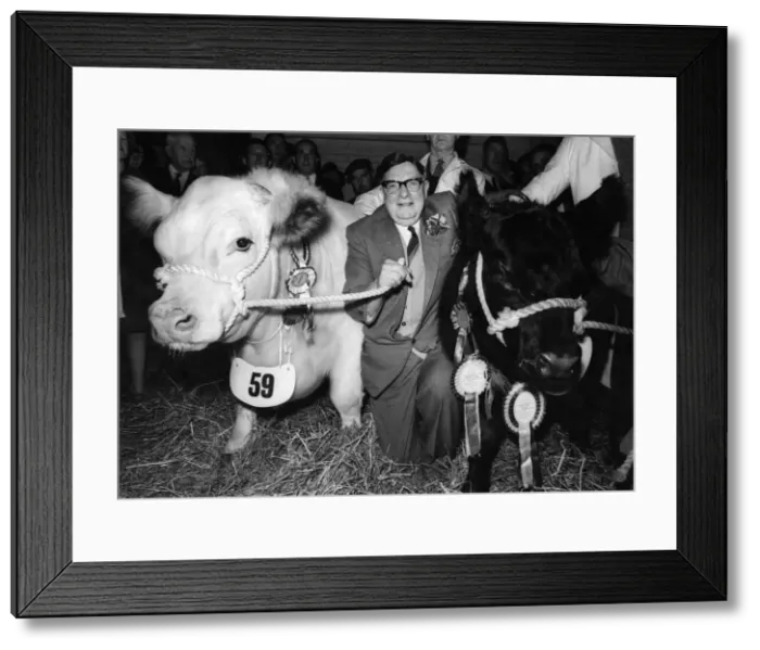 Framed Print : Butcher James Stewart with cows Esther (right) and Phoenix Freece Framed Print : Butcher James Stewart with cows Esther (right) and Phoenix Freece