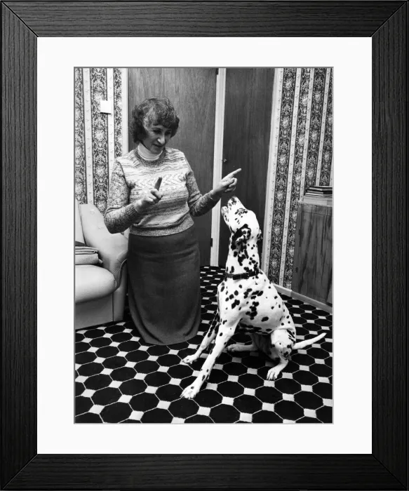Framed Print : Misty the dalmation dog sits to a sign command from Maureen Framed Print : Misty the dalmation dog sits to a sign command from Maureen