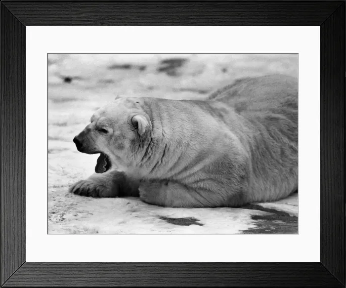 Framed Print : Chester Zoo Polar - Bear Sabrina enjoying a role in the snow. January 1987 P011180