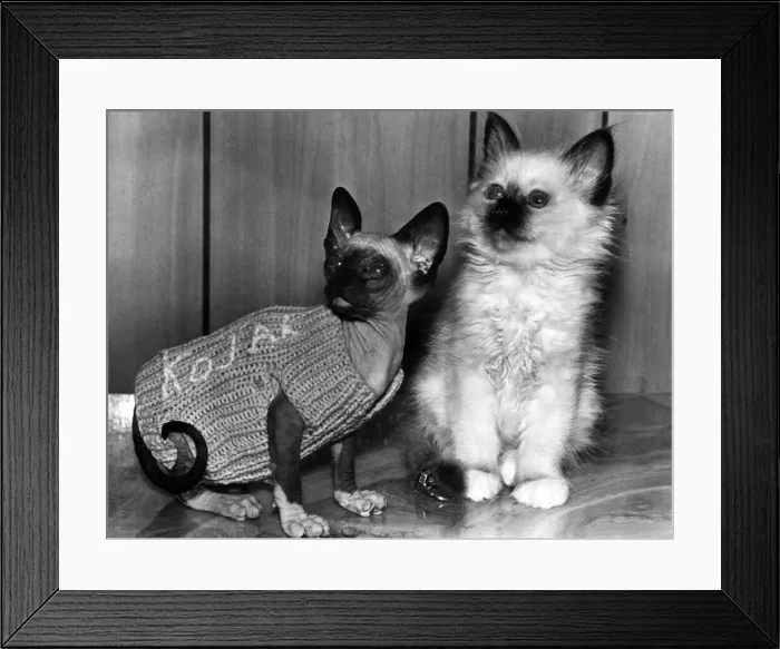 Framed Print : Bring up Kojak on cats back. Kojak the kitten is a real cool cat