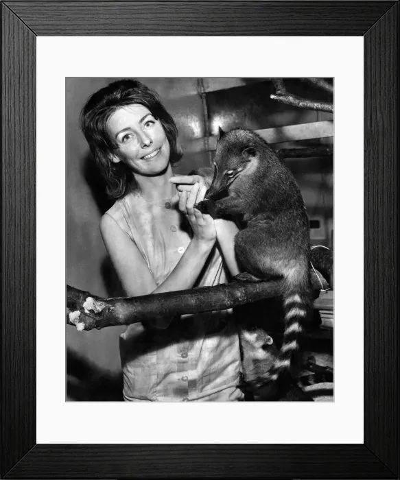 Framed Print : This is Ringo, a coati from South America, who was born at the London Zoo