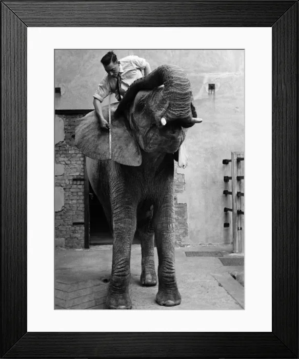 Framed Print : Buck Jones measuring Diksie the elephants ears today. June 1951 P011837