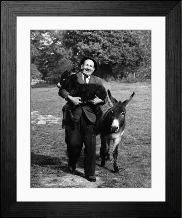 Framed Print : This is an hour-old donkey going by Shankss pony. And very happy to be doing Framed Print : This is an hour-old donkey going by Shankss pony. And very happy to be doing