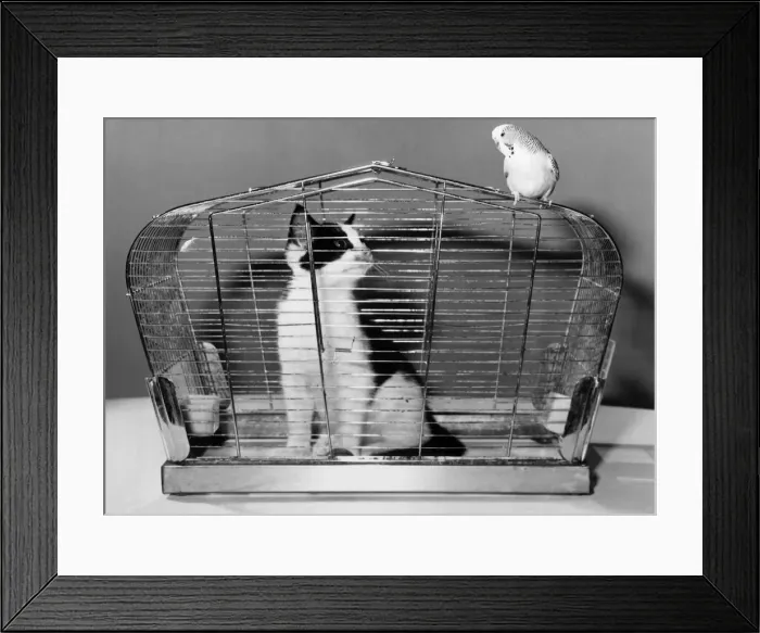 Framed Print : The tables are turned as kitten is caught in the birds cage. December 1982 P011716