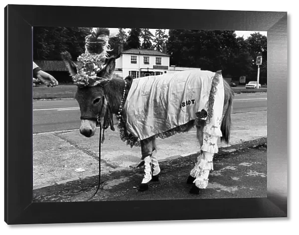 Ruffy the donkey on his way to the pub in his new outfit. July 1970 P011884