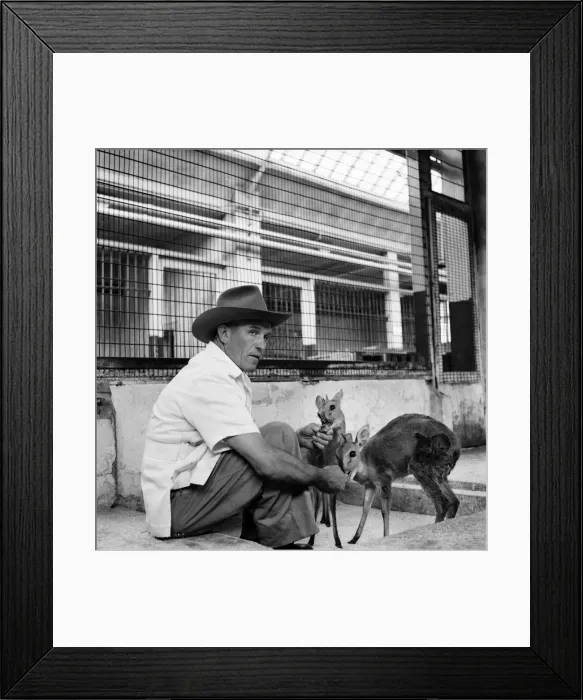 Framed Print : Man and deer at Belle Vue zoo in Manchester June 1960 M4296-003 Framed Print : Man and deer at Belle Vue zoo in Manchester June 1960 M4296-003