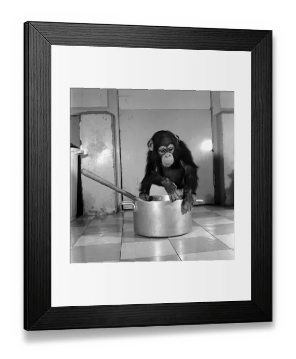 Framed Print : Animals: Apps and Monkeys: Freddie, a baby chimp, is making a real job of mixing Framed Print : Animals: Apps and Monkeys: Freddie, a baby chimp, is making a real job of mixing