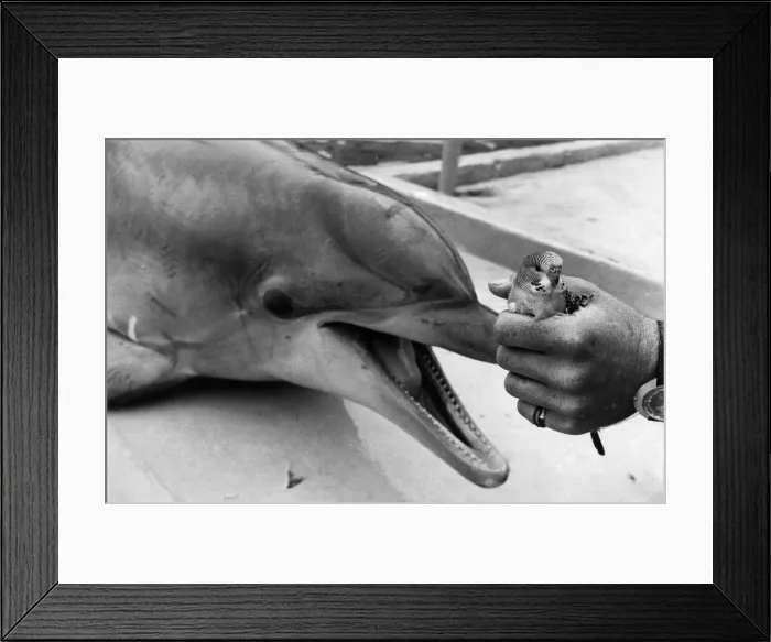 Framed Print : Animal: Dolphin and Budgie. July 1976 P011859 Framed Print : Animal: Dolphin and Budgie. July 1976 P011859