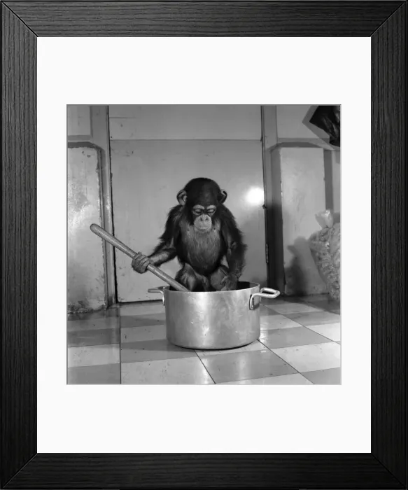 Framed Print : Animals: Apps and Monkeys: Freddie, a baby chimp, is making a real job of mixing Framed Print : Animals: Apps and Monkeys: Freddie, a baby chimp, is making a real job of mixing