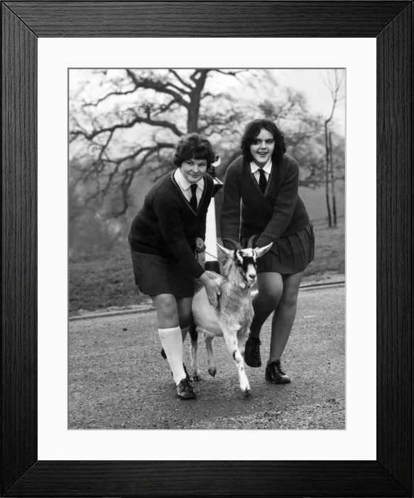 Framed Print : Sallie (left) and Jean with Betty, their schools new goat. January 1971 P011774