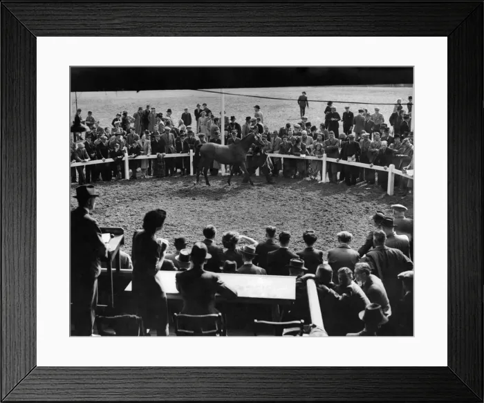 Framed Print : A general view in Glasgow Peddocks, Doncester, during the bloodstock sales