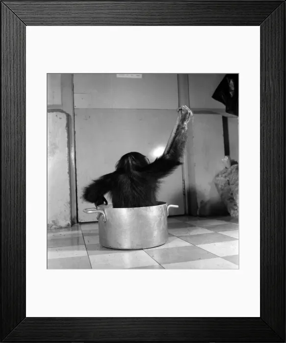 Framed Print : Animals: Apps and Monkeys: Freddie, a baby chimp, is making a real job of mixing