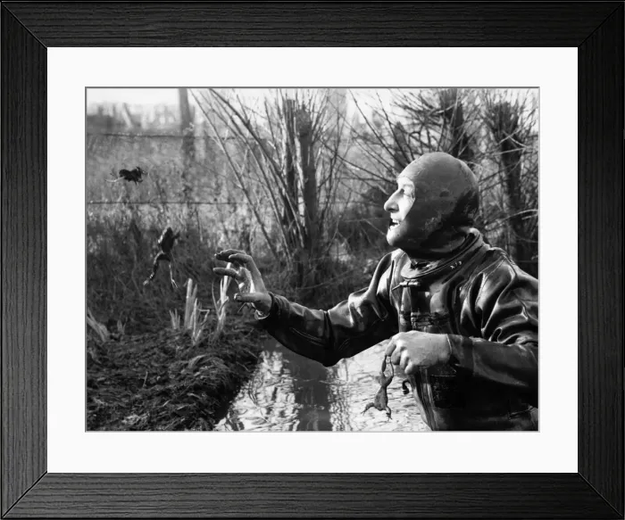 Framed Print : Animals: Frogs. Frogman Bill trying to catch jumping frogs in his back garden Framed Print : Animals: Frogs. Frogman Bill trying to catch jumping frogs in his back garden