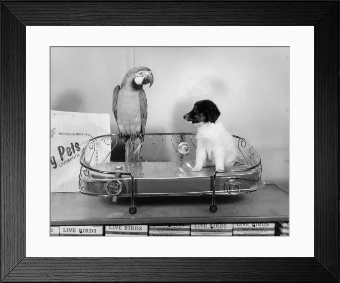 Framed Print : Animal Friendships - Animals and Birds: Bonzo the pup tries out one of the gold-plated