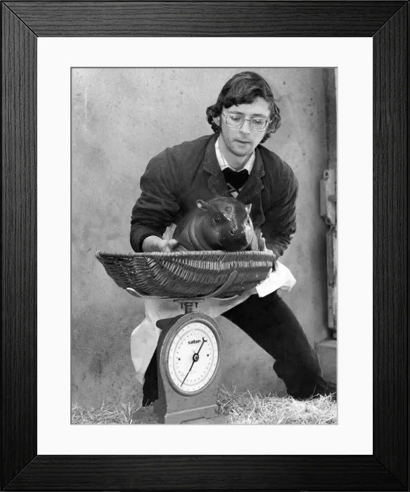 Framed Print : Weighing in: Hercules the pygmy hippo - tipping the scales at a trim 35lb Framed Print : Weighing in: Hercules the pygmy hippo - tipping the scales at a trim 35lb