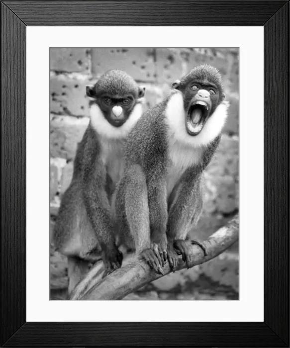 Framed Print : Animals - Monkeys - Misc. Clear Off... Rupert doesn t like you to get too close to his