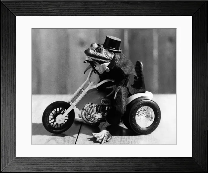 Framed Print : Animals - Frogs. Biker... Gladys takes to two wheels. July 1983 P011725