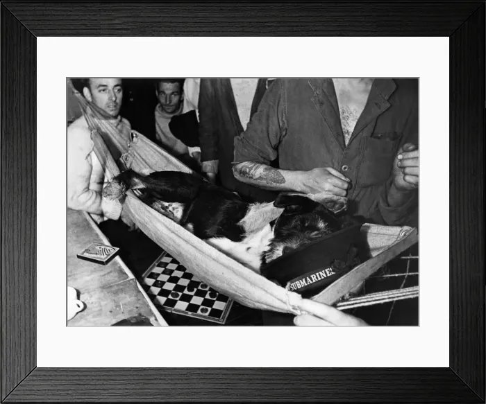 Framed Print : World War II: Mascot. Whisky'a stray dog that was adopted by the crew of one