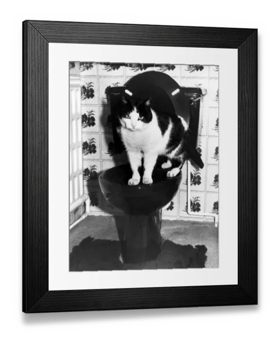 Framed Print : 15 yr ols Carol Grocock of Rotherham has house trained her pet cat to use the toilet Framed Print : 15 yr ols Carol Grocock of Rotherham has house trained her pet cat to use the toilet