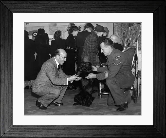 Framed Print : World War II. Mascots. Dogs. Mr. Robertson Hare, the comedian, who is looking after Mr Framed Print : World War II. Mascots. Dogs. Mr. Robertson Hare, the comedian, who is looking after Mr