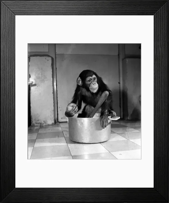 Framed Print : Animals: Apps and Monkeys: Freddie, a baby chimp, is making a real job of mixing Framed Print : Animals: Apps and Monkeys: Freddie, a baby chimp, is making a real job of mixing