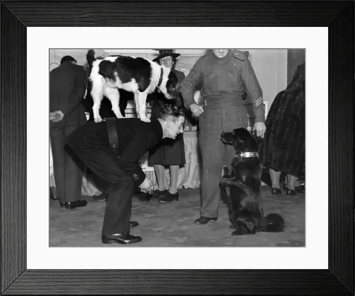 Framed Print : World War II mascots: Dogs. Mick, mascot of a fire station climbs on the back of it Framed Print : World War II mascots: Dogs. Mick, mascot of a fire station climbs on the back of it