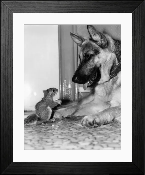 Framed Print : Animal Friends - Dogs and Misc: Little and Large. Pip (left) with Bimba