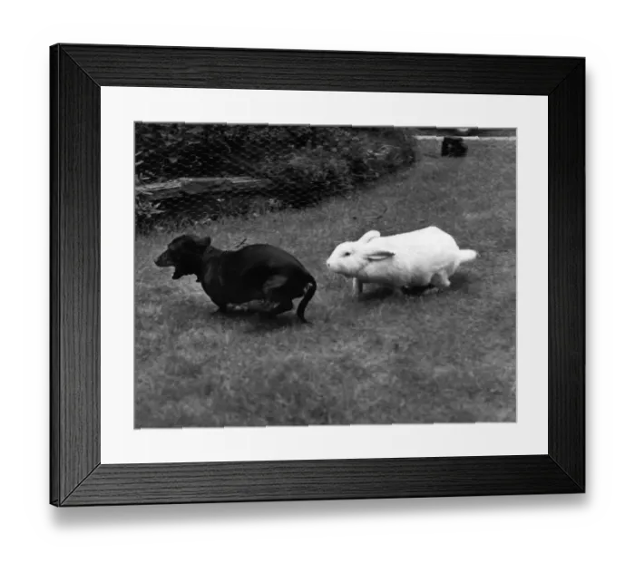 Framed Print : Animal Friends - Dogs and Misc: The chase is on as Samson runs after Henry the daschshund Framed Print : Animal Friends - Dogs and Misc: The chase is on as Samson runs after Henry the daschshund