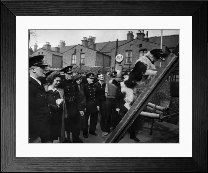Framed Print : World War II Mascots; Dogs. Mick the mascot of the local N. F. S Framed Print : World War II Mascots; Dogs. Mick the mascot of the local N. F. S