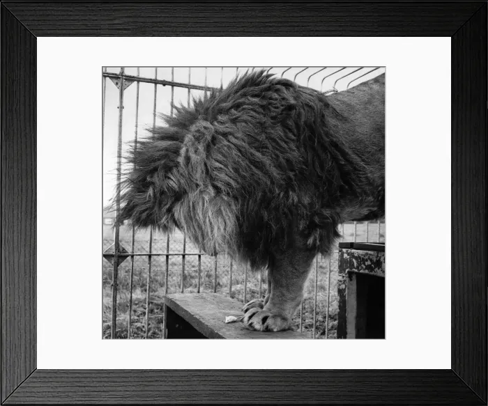 Framed Print : Animal Friendship - Riki the lion has long outgrown the playful stage when he had the run Framed Print : Animal Friendship - Riki the lion has long outgrown the playful stage when he had the run